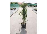 Syringa Vulg. 'Mme Lemoine' - Lillà 50- 60 Cm - Contenitore