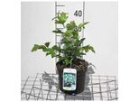 Viburnum Op. Roseum' - Palla Di Neve 40- 60 Cm - Contenitore
