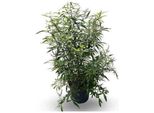Vitex Agnus-Castus 'Delta Blues'® - Pepe Di Monk Delta Blues 60- 80 Cm - Contenitore