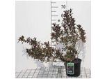 Weigela Flor. 'Victoria' - Giglio Cuneato 50-60 Cm - Contenitore