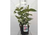 Weigela Hybr. 'Bristol Ruby' - Giglio Cuneato 50- 60 Cm - Contenitore