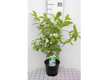 Weigela Hybr. 'Candida' - Giglio Cuneato 50- 60 Cm - Contenitore