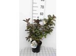 Weigela Hybr. 'Black And White'® ('Courtacad01') - Weigelie 30- 40 Cm - Contenitore