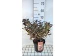 Weigela Hybr. 'Minor Black'® ('Verweig3') - Giglio Cuneato 30-40 Cm - Contenitore