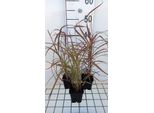 6 X Miscanthus Sin. 'Ghana' - Chinaschilf - Topf 9 X 9 Cm