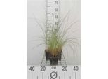 6 X Stipa Capillata - Erba Dei Capelli - Vaso 9 X 9 Cm