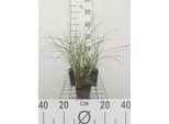 6 X Miscanthus Sin. 'Yaku Jima' ('Yakush. Dwarf') - Canna Cinese - Vaso 9 X 9 Cm