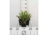 6 X Carex Morr. 'Mosten' - Sedge Giapponese - Vaso 9 X 9 Cm