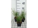 6 X Carex Musk 'Little Midge' - Carice Muschiata Little Midge - Vaso 9 X 9 Cm
