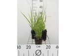 6 X Molinia Arund. 'Windspiel' - Erba Pipa - Vaso 9 X 9 Cm