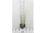 6 X Poa Labillardieri - Festuca LabillardièRe - Vaso 9 X 9 Cm