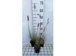 6 X Pennisetum Alop. 'Piglet' - Erba Del Pozzo Della Lampada - Topf 9 X 9 Cm