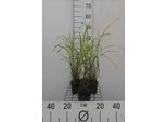6 X Miscanthus Sin. 'Strictus Dwarf' - Chinaschilf - Topf 9 X 9 Cm