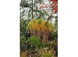 6 X Miscanthus Giganteus (Florid./Japon.) - Erba Gigante - Vaso 9 X 9 Cm