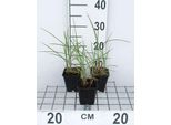 6 X Miscanthus Sin. 'Flamingo' - Chinaschilf - Topf 9 X 9 Cm