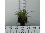 6 X Carex Morrowii - Carice Giapponese - Vaso 9 X 9 Cm