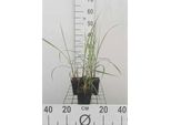 6 X Miscanthus Sin. 'Malepartus' - Chinaschilf - Topf 9 X 9 Cm
