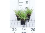 6 X Eragrostis Spectabilis - Erba Dell'amore - Vaso 9 X 9 Cm