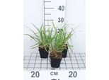 6 X Pennisetum Alop. 'Red Head' - Erba Lampadina - Topf 9 X 9 Cm