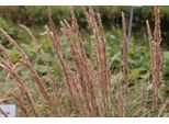 6 X Pennisetum Alop. 'Herbstzauber' - Erba Lampadina - Topf 9 X 9 Cm