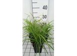 6 X Carex Sylvatica - Carice Di Bosco - Vaso 9 X 9 Cm