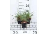 6 X Pennisetum Alop. 'Cassian' - Erba Lampadina - Vaso 9 X 9 Cm