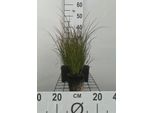 6 X Carex Testacea - Carice Rossa Da Giardino - Vaso 9 X 9 Cm
