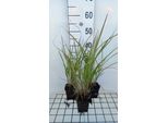 6 X Miscanthus Sin. 'Silberfeder' - Chinaschilf - Topf 9 X 9 Cm