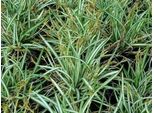 6 X Carex Ornithopoda 'Variegata' - Sedge Variegata - Vaso 9 X 9 Cm
