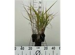 6 X Miscanthus Sin. 'Zebrinus' - Canna Cinese - Vaso 9 X 9 Cm