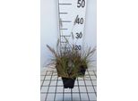 6 X Pennisetum Alop. 'Burgundy Bunny' - Erba Da Pozzo - Topf 9 X 9 Cm