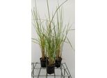6 X Pennisetum Macrourum - Erba Lampadina - Topf 9 X 9 Cm