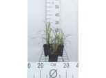 6 X Miscanthus Sin. 'Purpurascens' - Canna Cinese - Vaso 9 X 9 Cm