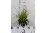 6 X Carex Osh. J.S. Greenwell' - Carice Giapponese J.S. Greenwell - Vaso 9 X 9 Cm