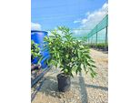 Clementino Rosso Clementino Rubino Sanguinello 70-100 Cm - Agrumi Freschi Per Giardino E Patio, Resistenti E Facili Da Curare