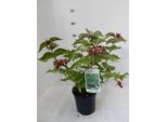 Leycesteria Formosa - SchöNe Leycesterie 40- 50 Cm - Contenitore