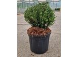 Ilex Cren. 'Glorie Dwarf' - Stechpalme Giapponese 20- 25 Cm - Contenitore