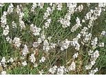 6 X Lavandula Int. 'Edelweiss' - Lavanda - Vaso 9 X 9 Cm