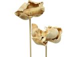 Fiori A Coppa Di Palma Sbiancati Su Stelo, Decorazione Naturale, Fascino Esotico, Fiori Secchi Per Composizioni Eleganti, Set Di 25 Pezzi
