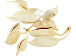 Brachyciton Sbiancato 500 G - Baccelli Di Frutta Esotica Essiccata Per Decorazioni Creative E Fioristica
