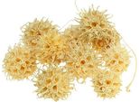 Albero D'ambra Sbiancato 250G - Decorazione Naturale, Frutto Di Albero Esotico, Ideale Per Decorazioni Autunnali E Corone Dell'avvento