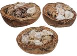 Decorazione Marittima Conchiglie Di Cocco Naturale Conchiglie Di Lumaca Decorazione Da Tavolo Appeso Decorazione Set 3 Pezzi 18-19Cm