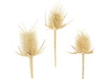 Cardi Appuntiti Sbiancati 0,5 Kg - Fiori Secchi Naturali Per Decorazioni Eleganti E Per L'arte Funeraria