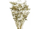 Eleganti Rami Di Cumino Essiccati Per Decorazioni Esclusive, 5 Pezzi