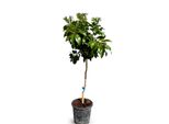 Albero Del Sole - Pompelmo - Citrus Paradisi - Agrumi - Albero Da Frutta - 8 Anni - 150 Centimetri