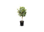Sunny Tree - Kumquat - Citrus Paradisi - Albero Di Agrumi - Albero Da Frutto - 8 Anni - 150 Centimetri