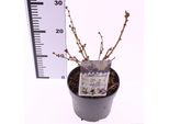 Prunus Kurilensis 'Brillant' - Ciliegio Nano 40-60 Cm - Ciliegio Kuril Per Giardino, Resistente, Fiorito, Ideale Per Piccoli Giardini