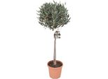 Fusto Di Olivo 100-120 Cm - Olivo Mediterraneo Per Giardino, Balcone E Terrazza - Sempreverde E Resistente All'inverno