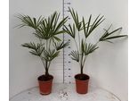 2 Pezzi Palma Della Canapa Cinese Resistente All'inverno (Trachycarpus Fortunei) 100-120 Cm (A2) - Palma Esotica Per Giardino, Terrazza E Balcone