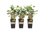 Uva Spina Senza Spine Captivator 60Cm - Acquista Bacche Rosse Dolci | Ribes Uva-Crispa